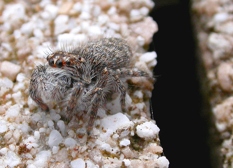 Foto salticide da identificare (Phylaeus chrysops?)